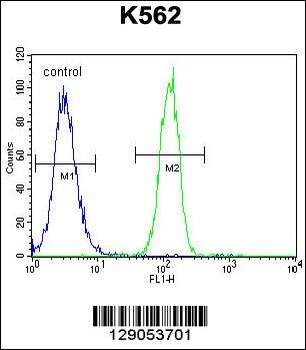 CCDC61 Antibody