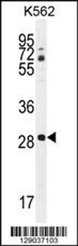CLEC12B Antibody