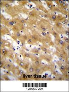 CLEC12B Antibody