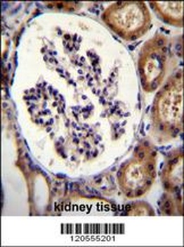 ITGA8 Antibody