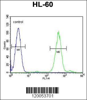 FOXC2 Antibody