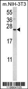 SNX24 Antibody
