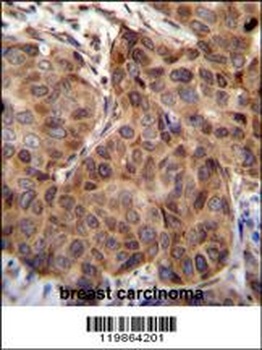 SNX24 Antibody