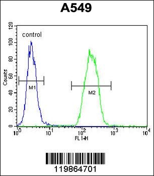 SNX24 Antibody