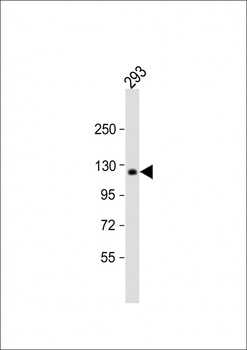 COL1A2 Antibody