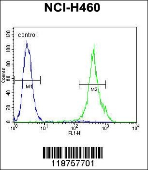 MAML1 Antibody