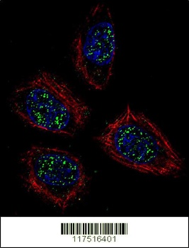 PNN Antibody