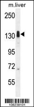 LMTK3 Antibody