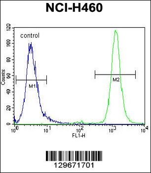 RASSF8 Antibody