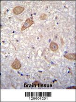 CNIH2 Antibody