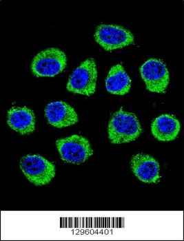 CNIH2 Antibody