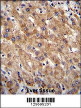 MIA40 Antibody