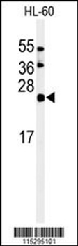 ISG15 Antibody
