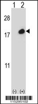 ISG15 Antibody