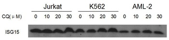 ISG15 Antibody