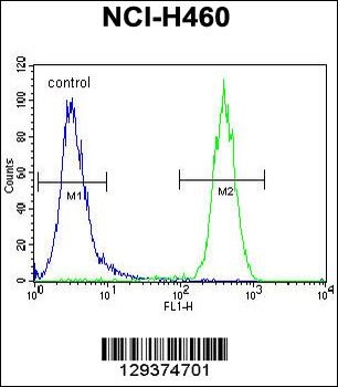 CCDC63 Antibody