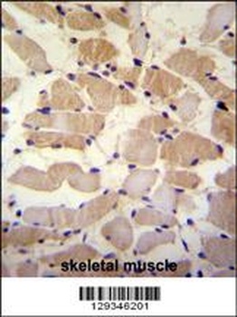 SUSD5 Antibody