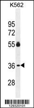 PRSS48 Antibody