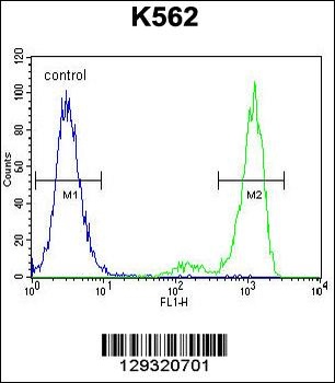 PRSS48 Antibody