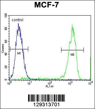 TMEM132E Antibody