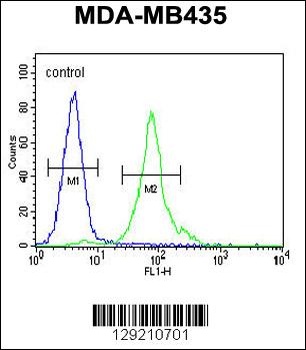 CCDC81 Antibody