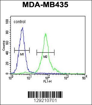 CCDC81 Antibody