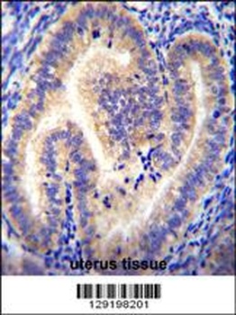 CCDC54 Antibody