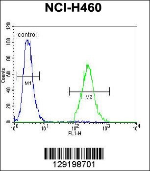 CCDC54 Antibody