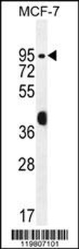 RACGAP1 Antibody