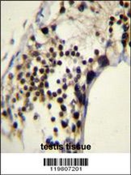 RACGAP1 Antibody