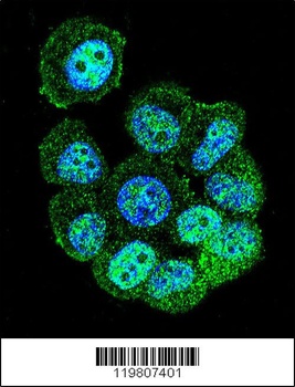 RACGAP1 Antibody