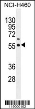 COQ6 Antibody