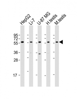 DHCR7 Antibody