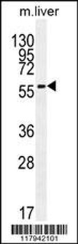 DHCR7 Antibody