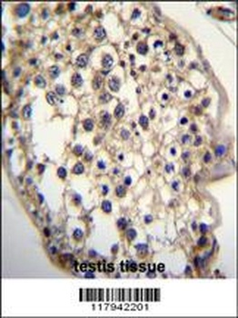 DHCR7 Antibody