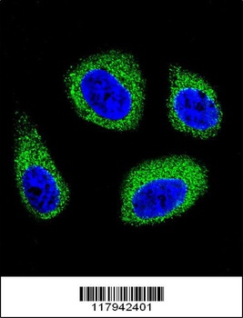 DHCR7 Antibody