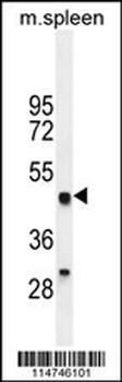 LZP Antibody