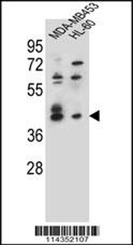 SOX3 Antibody