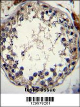 STRA8 Antibody