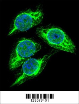 STRA8 Antibody
