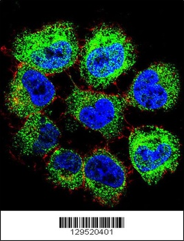 GTF2H2C Antibody