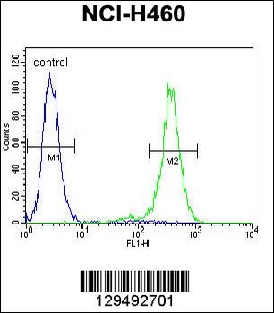 OR2B11 Antibody