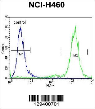 ZSCAN5B Antibody