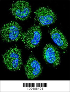 PRAMEF6 Antibody