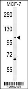 GAS2L2 Antibody