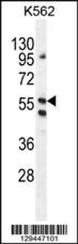 LRIT1 Antibody