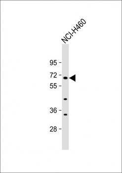 ZNF813 Antibody
