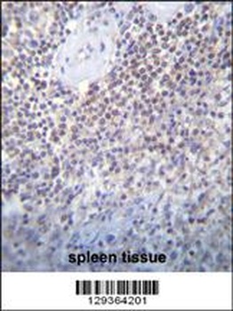 PATL2 Antibody