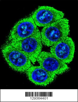 PATL2 Antibody