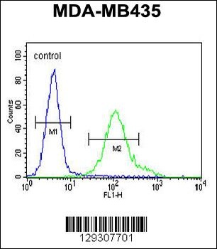 GRIN2A Antibody